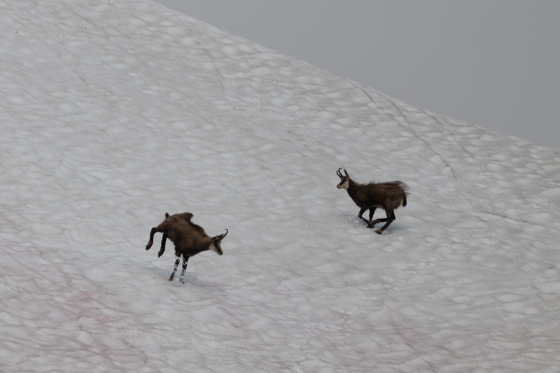 Steinbock-2