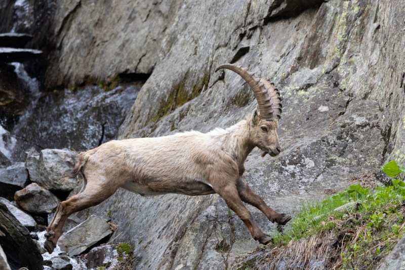 Steinbock
