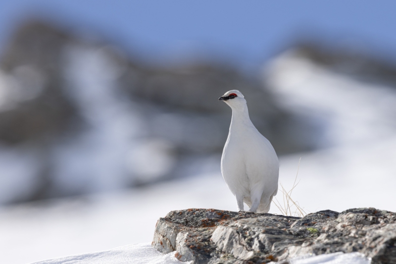 Schneehhuhn-2