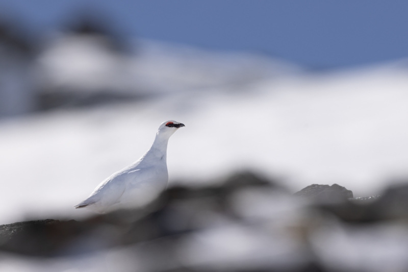 Schneehhuhn