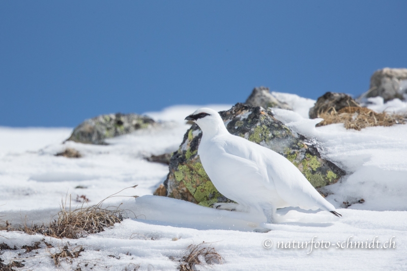 Schneehuhn-2