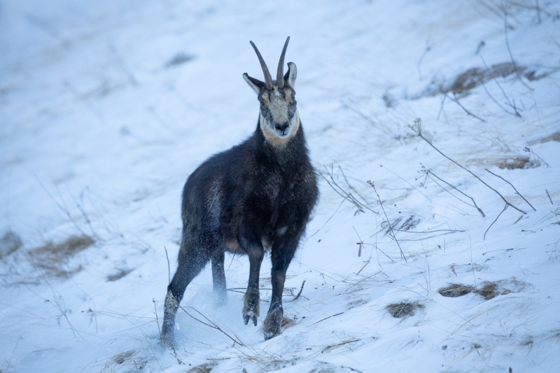 1_Gaemsbock-14