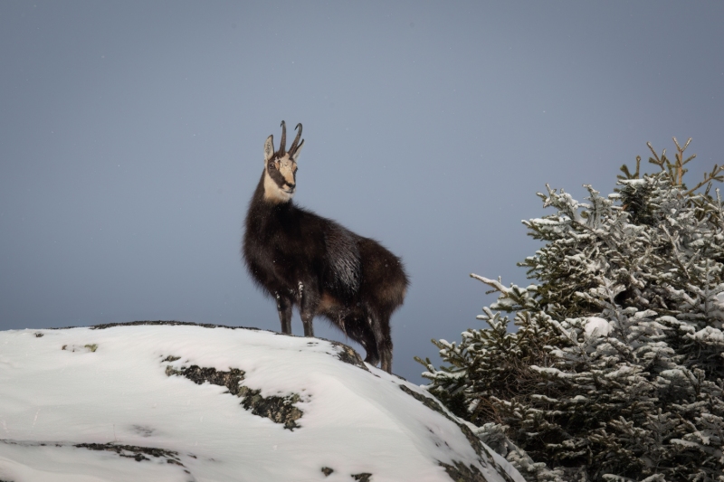 1_Gaemsbock-9