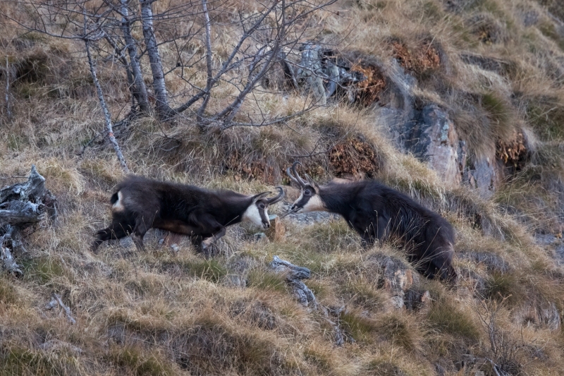 Gaemsbock-4