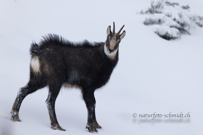 Gaemsbock-Schnefall-4