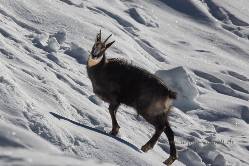 Gaemsbock-im-Schnee