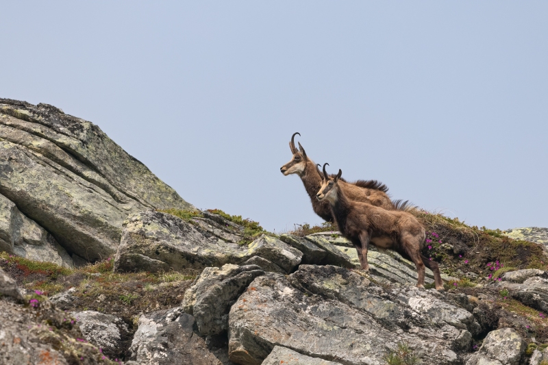 Gaemsboecke-6