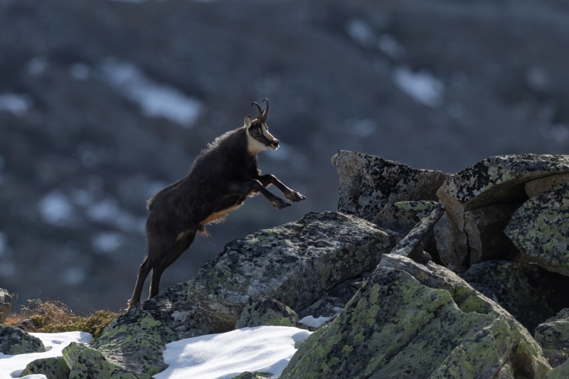 Springender-Gaemsbock