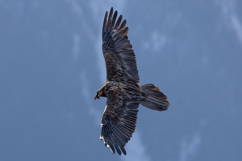Steinadler-6
