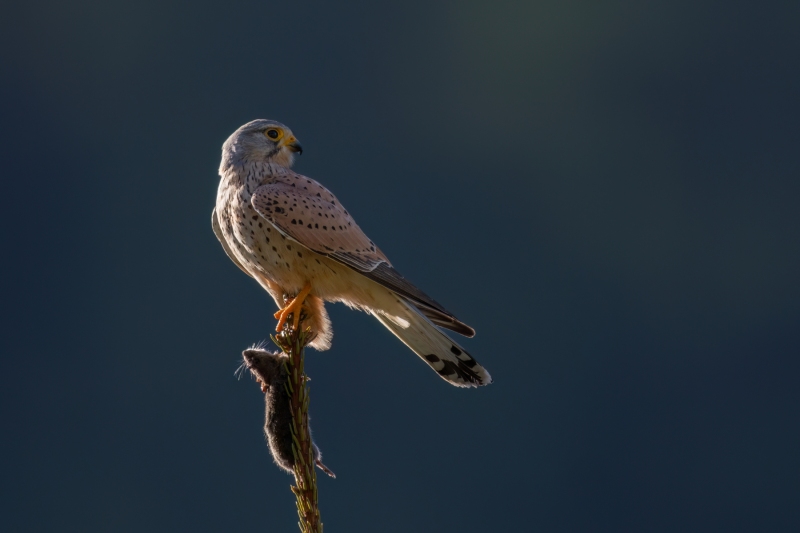 Turmafalke-11