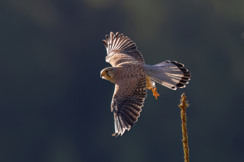 Turmafalke-12