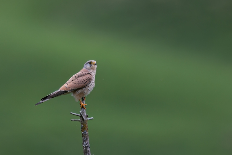 Turmafalke-15