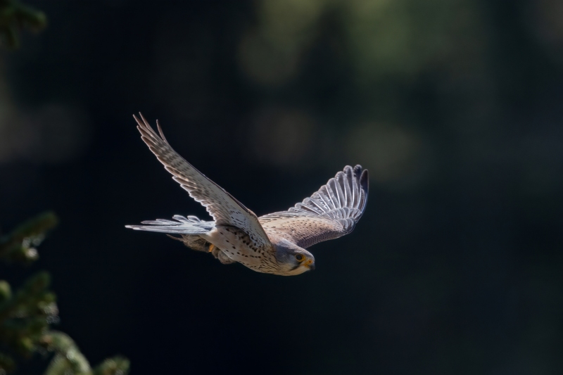 Turmafalke-2