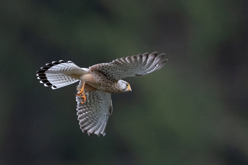 Turmafalke-3