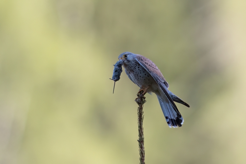 Turmafalke-4