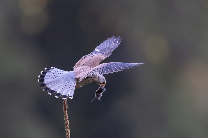 Turmafalke-6