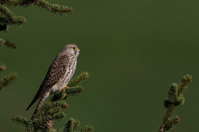 Turmafalke-8