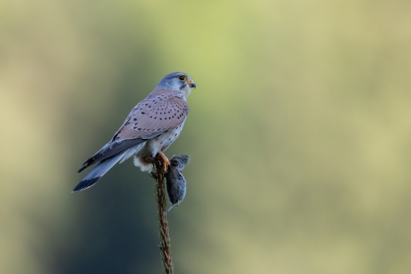 Turmafalke-9