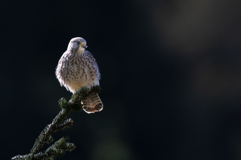 Turmafalke