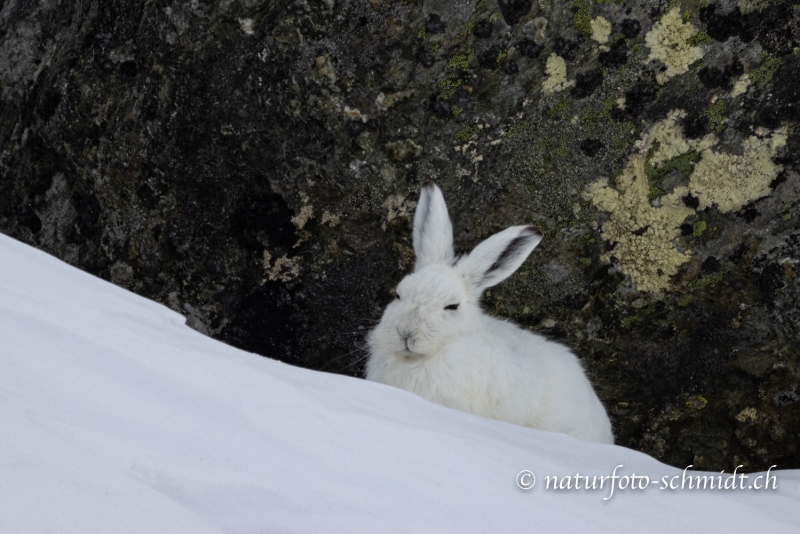 1_Schneehase-3