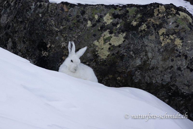 1_Schneehase