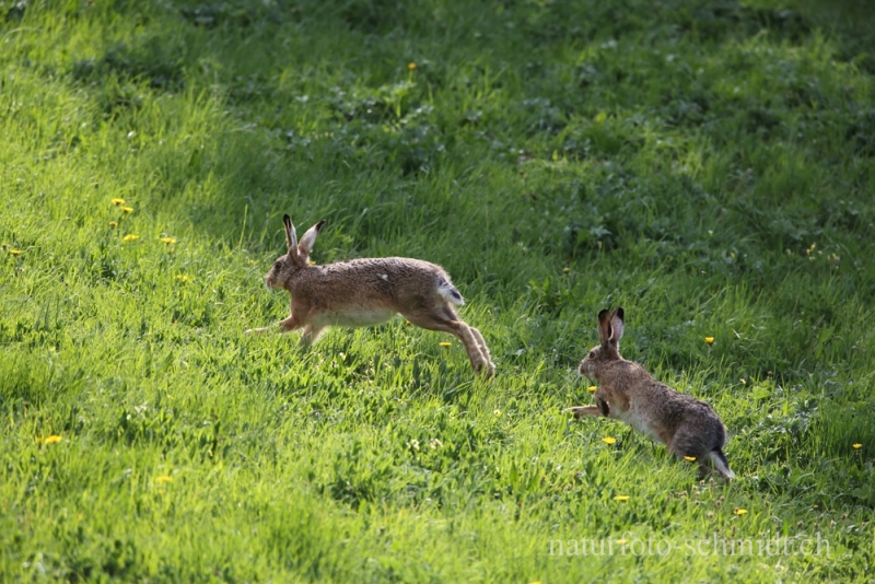 Feldhase-26.04.2014-09-29-40