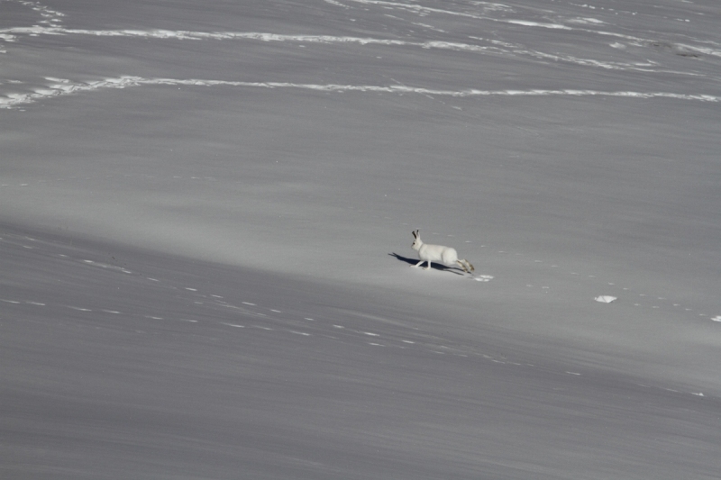 Schneehase-3