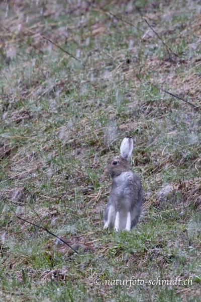 Schneehase-4