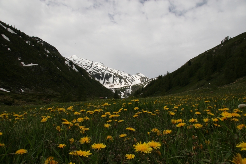 Fruehling-im-Saflischtal