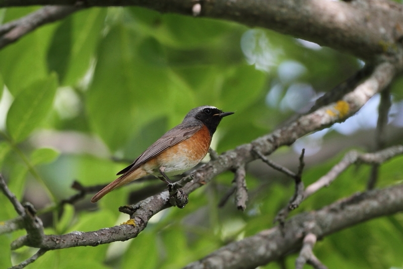 Gartenhausrotschwanz-27.06.2014-15-41-42