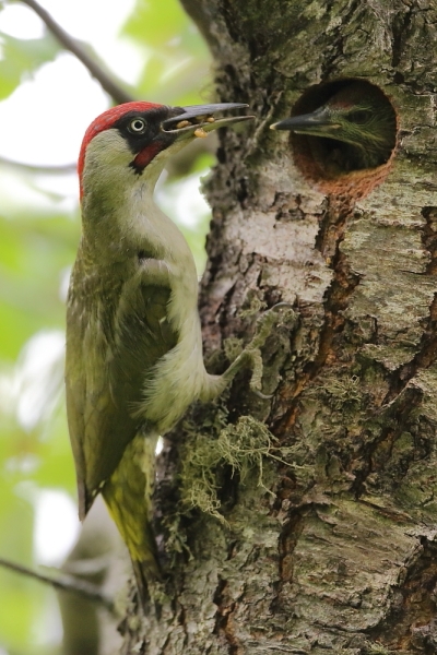 Gruenspecht-03.06.2014-14-50-48