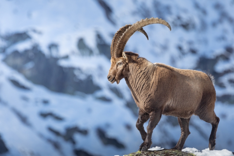 Steinbock-14