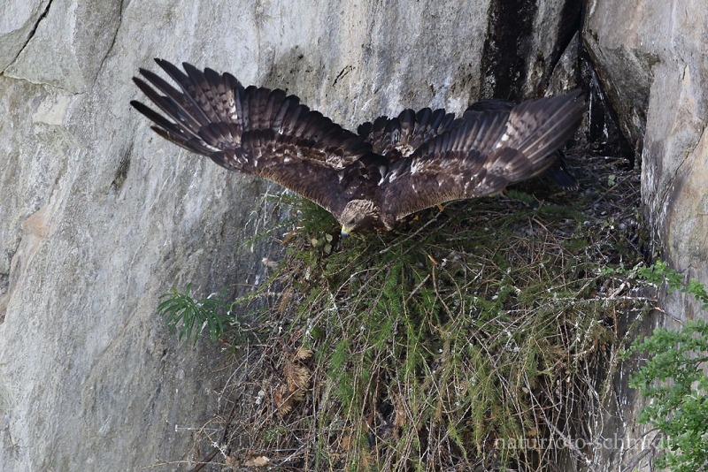 Steinadler10008