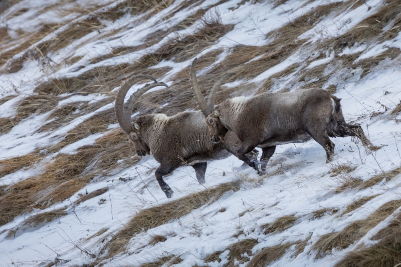 1_Steinbock-10