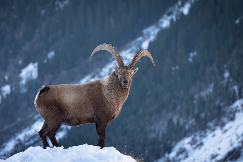1_Steinbock-11
