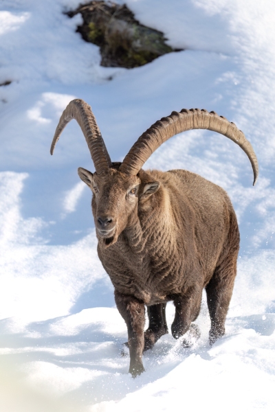 1_Steinbock-12