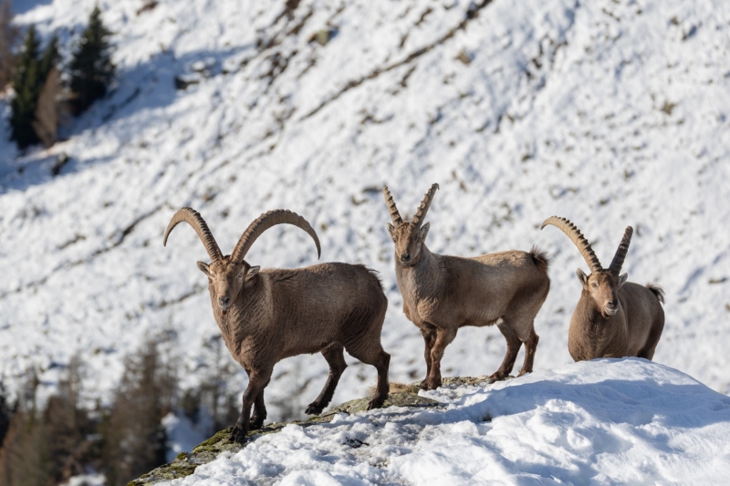 1_Steinbock-13