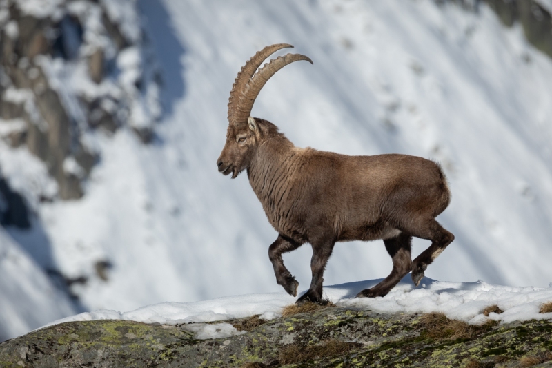 1_Steinbock-17