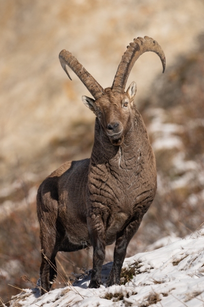 1_Steinbock-5