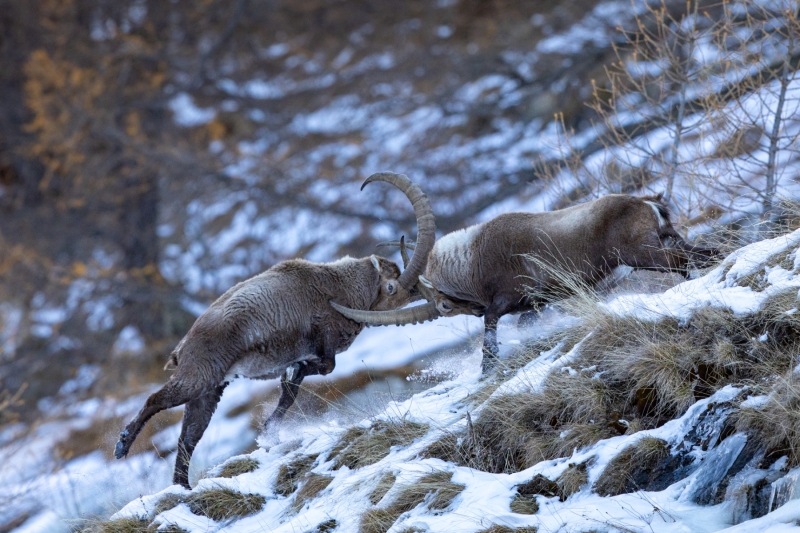 1_Steinbock-6