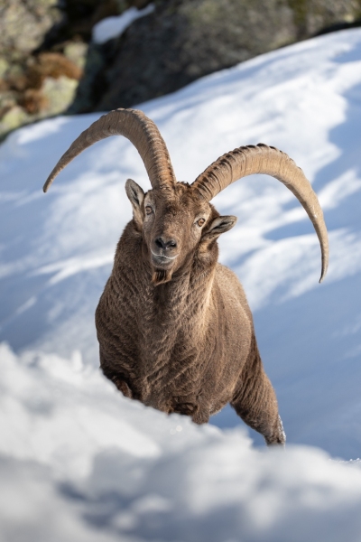 1_Steinbock-7