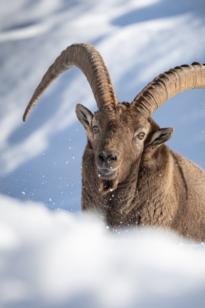 1_Steinbock-8