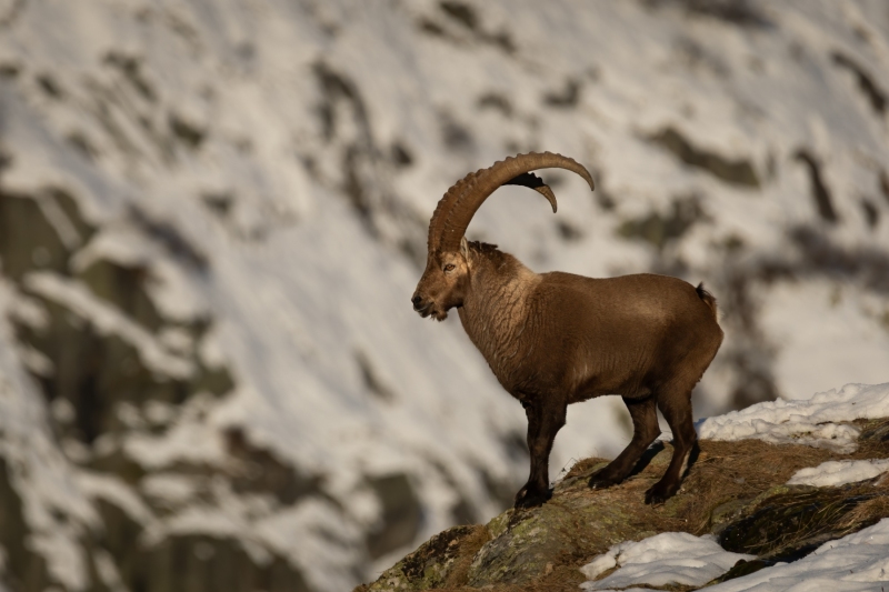 1_Steinbock-9