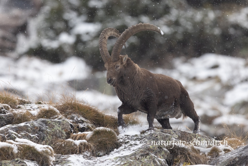 Steinbock-Schneefall